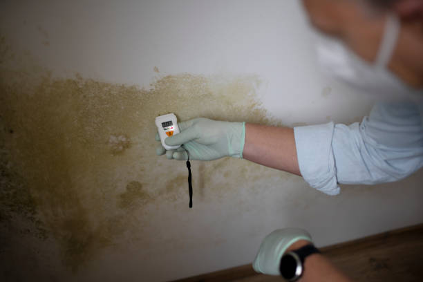 Lucerne Valley, CA Mold Inspection, Removal & Remediation Company